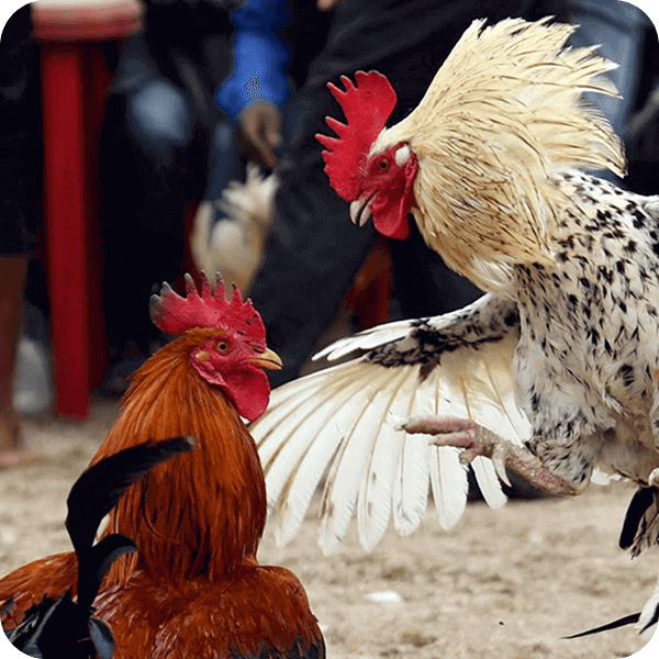 bj66-img-txt-sec-img1