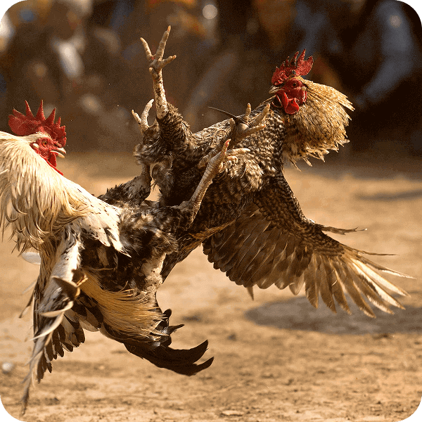 bj66-img-txt-sec-img4